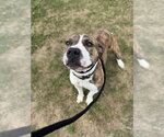 Small #3 American Staffordshire Terrier