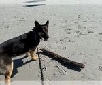 Small #3 German Shepherd Dog