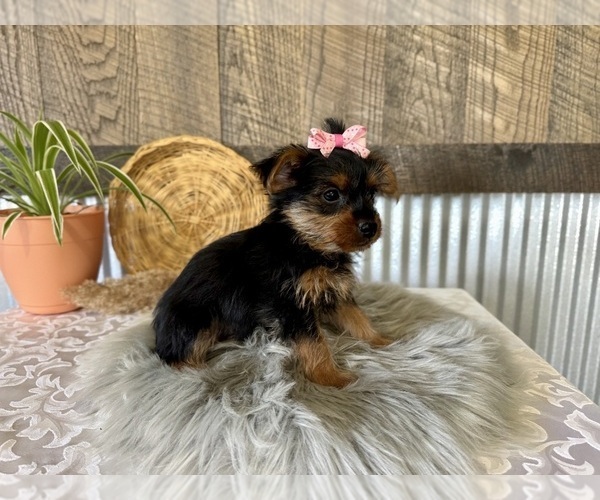Medium Photo #5 Yorkshire Terrier Puppy For Sale in NAPPANEE, IN, USA