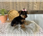 Small #4 Yorkshire Terrier