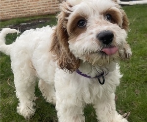 Cavapoo Puppy for sale in TINLEY PARK, IL, USA