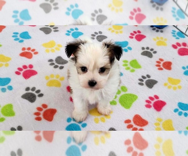 Medium Photo #5 Papitese Puppy For Sale in ORO VALLEY, AZ, USA