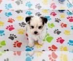 Small #4 Papitese