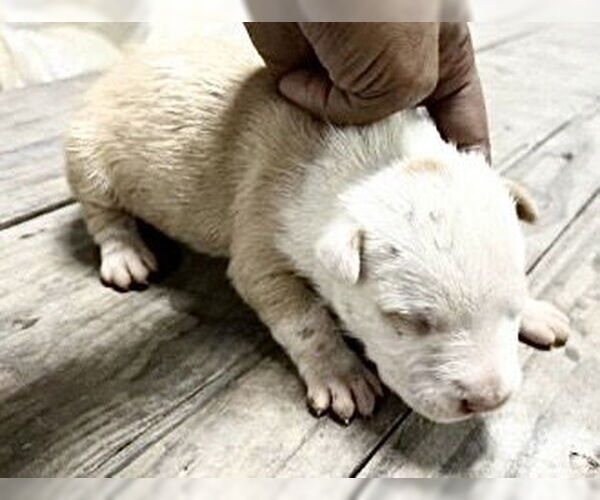 Medium Photo #2 American Pit Bull Terrier Puppy For Sale in Houston, TX, USA