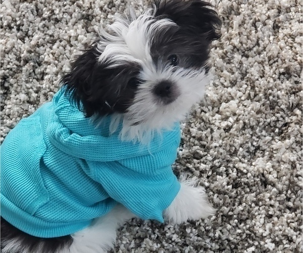 Medium Photo #2 Mi-Ki Puppy For Sale in GRANGER, IN, USA