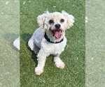 Small #3 Poodle (Miniature) Mix