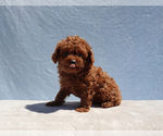 Small #6 Poodle (Toy)