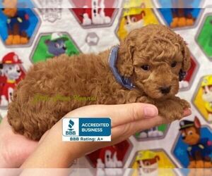 Poodle (Toy) Puppy for sale in WINNSBORO, LA, USA