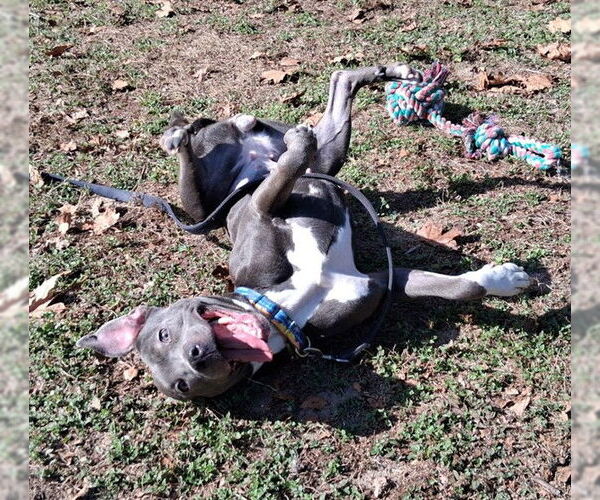 Medium Photo #4 American Pit Bull Terrier-Unknown Mix Puppy For Sale in Ocala, FL, USA