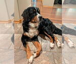Small #11 Bernese Mountain Dog