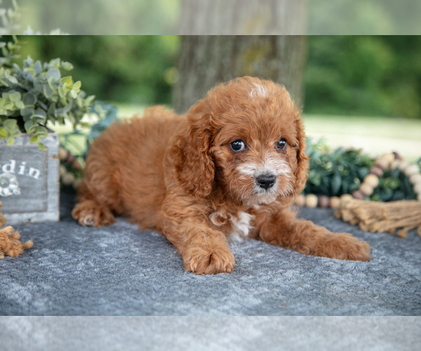 Medium Photo #2 Cavapoo Puppy For Sale in NEW CONCORD, OH, USA