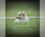 Small Photo #18 Pembroke Welsh Corgi Puppy For Sale in ELKTON, KY, USA