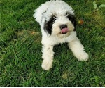 Small #11 Bernedoodle (Miniature)
