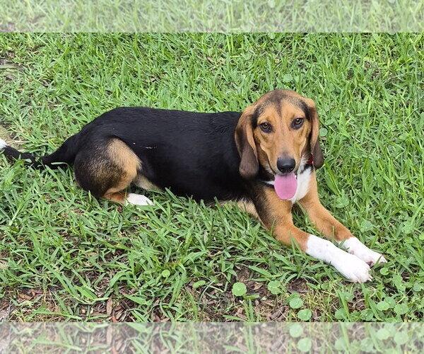 Medium Photo #5 Beagle Puppy For Sale in Dunnellon, FL, USA