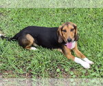 Small #4 Beagle