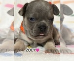 Puppy ZOEY French Bulldog