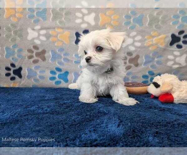 Medium Photo #24 Maltese Puppy For Sale in OCALA, FL, USA
