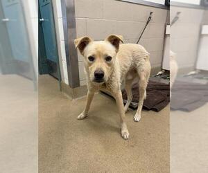Labrador Retriever Dogs for adoption in Santa Maria, CA, USA