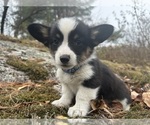 Puppy Breeze Pembroke Welsh Corgi
