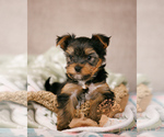 Puppy Dash Yorkshire Terrier