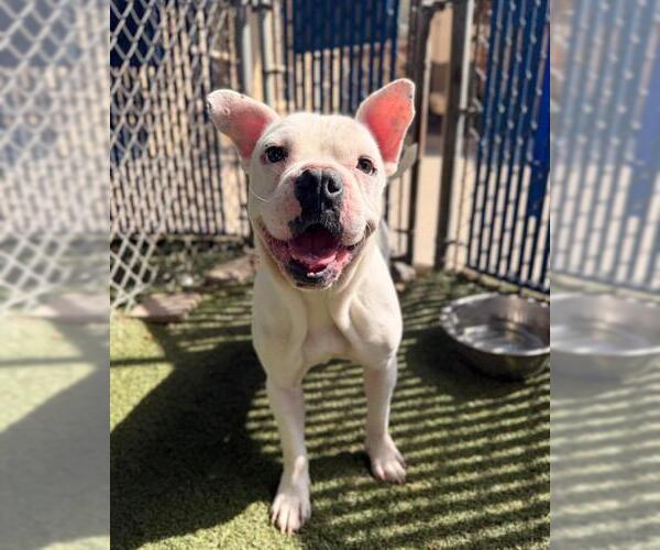 Medium Photo #3 Bulldog-Unknown Mix Puppy For Sale in Chula Vista, CA, USA