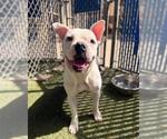 Small #2 Bulldog Mix