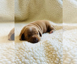 Puppy 1 Dachshund