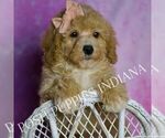 Small #2 Poodle (Miniature)