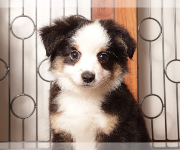 Medium Photo #2 Miniature Australian Shepherd Puppy For Sale in NAPLES, FL, USA