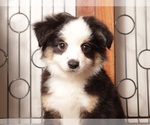 Small #1 Miniature Australian Shepherd