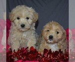 Small Photo #3 Pookimo Puppy For Sale in GORDONVILLE, PA, USA