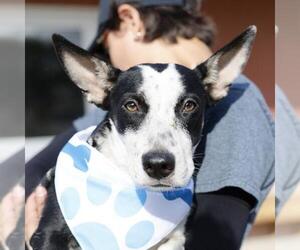 Mutt Dogs for adoption in San Antonio, TX, USA