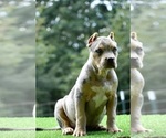 Small Photo #15 American Bully Puppy For Sale in CLEVELAND, GA, USA