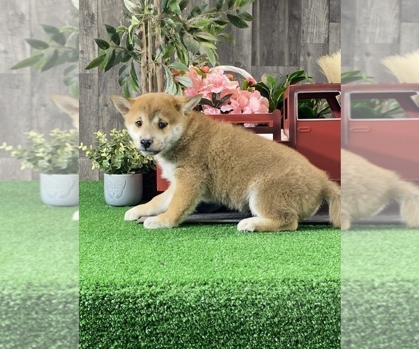 Medium Photo #2 Shiba Inu Puppy For Sale in CANOGA, NY, USA