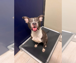 Small #14 Staffordshire Bull Terrier