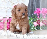 Small Photo #6 Cavapoo Puppy For Sale in JONES, MI, USA