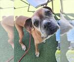 Small #1 Boxer Mix
