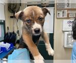 Small American Pit Bull Terrier