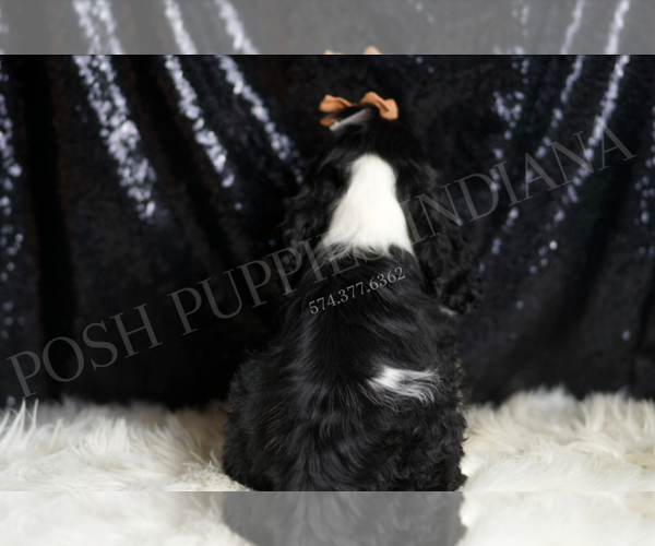 Medium Photo #5 Cocker Spaniel Puppy For Sale in WARSAW, IN, USA