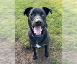 Bubbie - Male Mutt Dog for Adoption - Photo #2