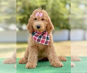 Goldendoodle Puppy for sale in FROSTPROOF, FL, USA