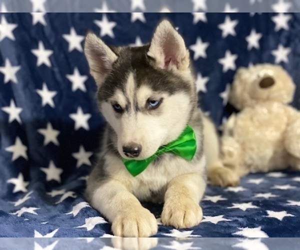 Medium Photo #2 Sibercaan Puppy For Sale in LANCASTER, PA, USA
