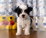 Small #9 Morkie