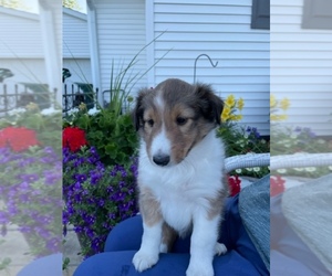 Shetland Sheepdog Puppy for Sale in GREENCASTLE, Indiana USA