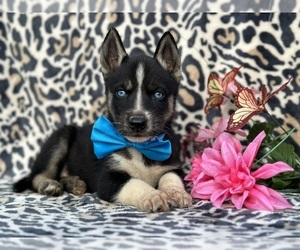 Labrador Retriever-Siberian Husky Mix Puppy for sale in LANCASTER, PA, USA