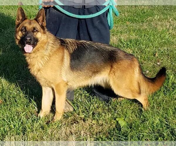 Medium Photo #1 German Shepherd Dog Puppy For Sale in LOUISA, VA, USA