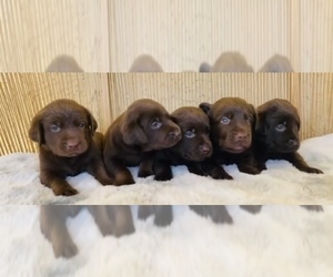 Labrador Retriever Puppy for sale in MORENO VALLEY, CA, USA