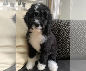 Bernedoodle-Poodle (Standard) Mix Puppy for sale in RICHMOND, IL, USA
