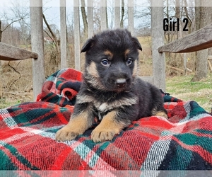 German Shepherd Dog Puppy for sale in LAKEVILLE, OH, USA