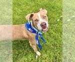 Small #1 American Pit Bull Terrier Mix